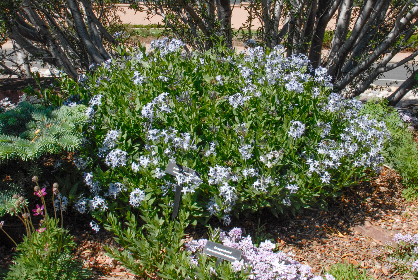 Colorado Desert Blue Star